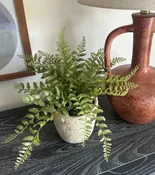 Fern in Weathered Cement Pot — charm | Online Store for Home Decorating & Entertaining