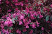 Chinese Fringe Flower Zhuzhou Fuchsia