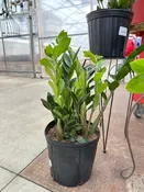 10'' Zamioculcas Zamiifolia (ZZ)
