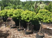 Sharp's Pygmy Japanese Maple