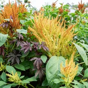 Amaranth 'Autumn's Touch'