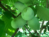 Asimina, 'SAA Zimmerman' pawpaw