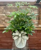 8" SCHEFFLERA ARBORICOLA