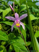 Bletilla x yokohama 'Kate' PPAF, Hardy Ground Orchid