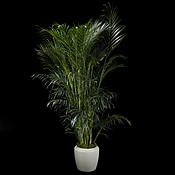 Areca Palm