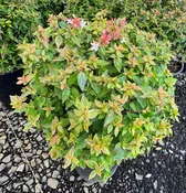 Abelia x gr. 'Kaleidoscope' PP16988
