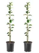 Apple Trees - Gibson Golden