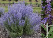 ‘Denim ‘n Lace’ Russian Sage (Perovskia atriplicifolia ‘Denim N Lace’) – 1 gallon