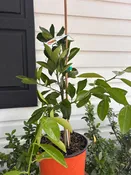 2 Gallon Cara Cara