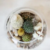 Cacti Terrarium Boston — Rouvalis Flowers & Gardens | Boston & Winchester Flower Delivery & Boutique