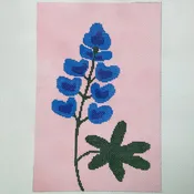 Blue Bonnet on Pink