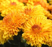 Chrysanthemum