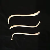 RACCOON PENIS BONE — The Strange And Unusual