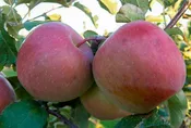 3 in 1 Combination Apple Tree