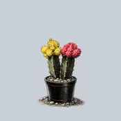 2.5 Inch Grafted Cactus