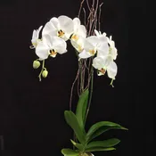 Phalaenopsis Orchid