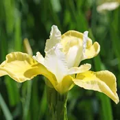 Butter &amp; Sugar Siberian Iris