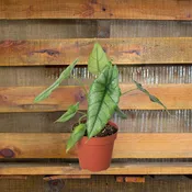 Alocasia Dragons Breath