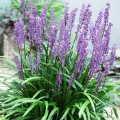 Big Blue Lilyturf