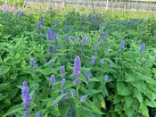 Agastache foeniculum- Anise hyssop