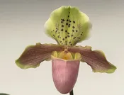 KW003c Paph. Ezekiel Koplin