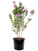 Althea - Purple