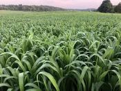 AG 1203 Grain Sorghum TR