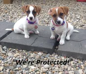 Existing Owner Alert - Helping Pets Find Their Way Home