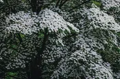 Dogwood - Kousa Flowering 'Summer Fun'