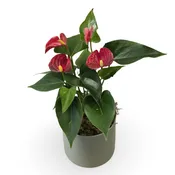 4" Anthurium Plant