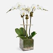3-Stem White Phalaenopsis in Glass
