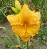 Carrol Jim's Choice — Hillsdale Lily Garden