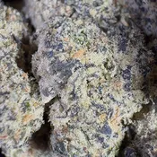 Life Alert | 3.5 Grams | Indica