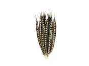 Lady Amherst Pheasant Feathers - Natural
