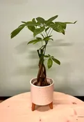 Money Tree