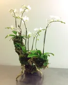 Mini White Orchids on Grapevine