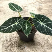Alocasia Black Velvet - Pint Pot - 1 Plant