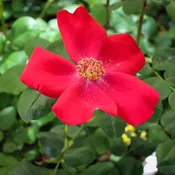 Altissimo