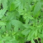 Cedronella canariensis (1 qt) | Balm Of Gilead (1 qt)