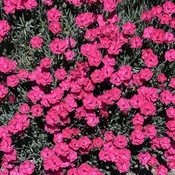 Dianthus Pinks Paint The Town Red - 6" Perennial - 6" Potted Perennial