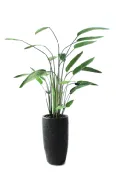 Dark Canna