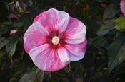 Summerific® 'Cherry Choco Latte' Rose Mallow (Hibiscus 'Cherry Choco Latte') - 1 gallon