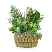 12" Dish Garden w/ceramic planter