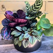 Exotic Plant Mix — Thistle Floral