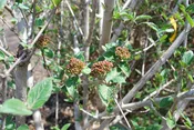 Carlcephalum Fragrant Viburnum