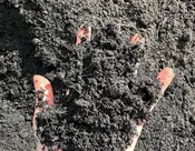 Compost