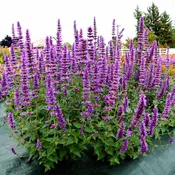 Agastache ‘Prince’s Plume’