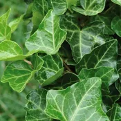 Thorndale Ladder English Ivy