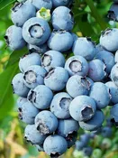Blueberry ‘jersey’