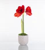 Arches Pot